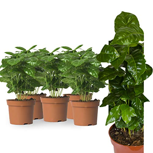 5 Echte Kaffeepflanze coffea arabica ca. 30cm mit Übertopf- pflegeleichter Kaffeestrauch zum selber wachsen lassen, immergrüne Zimmerpflanze (5, Kaffeepflanzen) von Interflowers GmbH