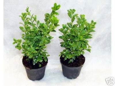 50 Buchsbaum Pflanzen im Topf, Buxus sempervirens, Höhe: 15-20 cm von Interflowers GmbH