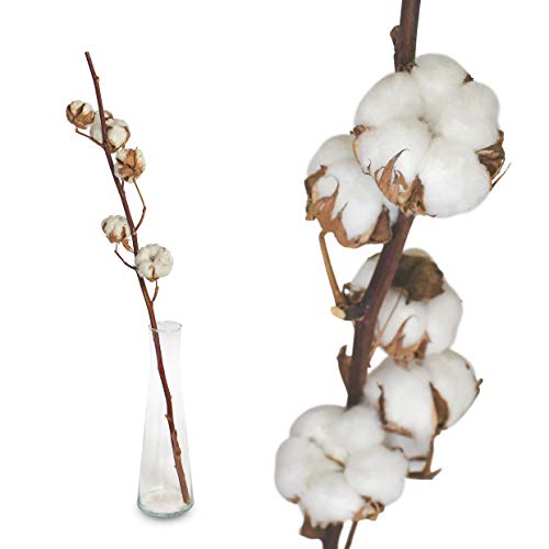 Echte Baumwolle - 1 Zweig 55 bis 60cm - 5 bis 7 Blüten pro Baumwollzweig - echte Trockenblumen zum basteln, sehr lange haltbar - getrocknete Blumen als Dekoration mit Stil Deko DIY basteln Floristik von Interflowers GmbH