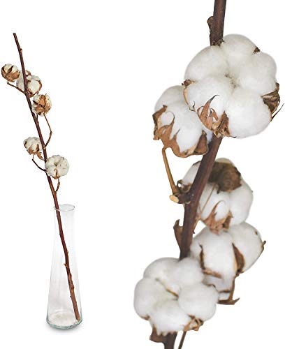 Echte Baumwolle - 1 Zweig 70 bis 75cm - 7 bis 9 Blüten pro Baumwollzweig - echte Trockenblumen zum basteln, sehr lange haltbar - getrocknete Blumen als Dekoration mit Stil Deko DIY basteln Floristik von Interflowers GmbH