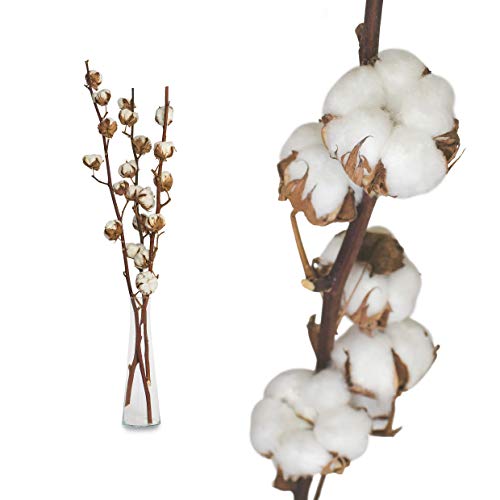 Echte Baumwolle - 3 Zweige 55 bis 65cm - 5 bis 7 Blüten pro Baumwollzweig - echte Trockenblumen zum basteln, sehr lange haltbar - getrocknete Blumen als Dekoration mit Stil Deko DIY basteln Floristik von Interflowers GmbH