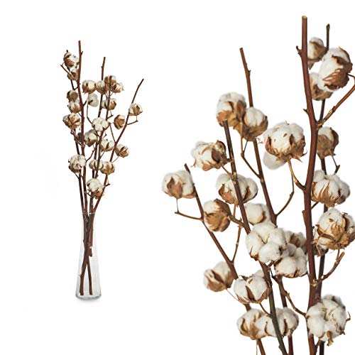 Echte Baumwolle 5 ZWEIGE 55 bis 65cm - 5-7 Blüten pro Baumwollzweig - echte Trockenblumen zum basteln, sehr lange haltbar - getrocknete Blumen als Dekoration mit Stil Deko DIY basteln Floristik von Interflowers GmbH