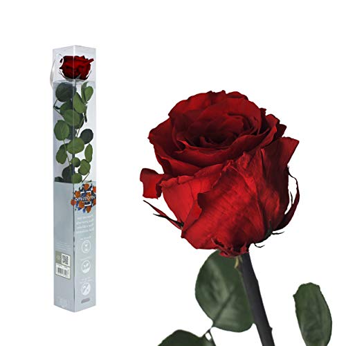 Inter Flower - 1x Rose - gefriergetrocknet - dunkel ROT ca. 50cm +/- in robuster Geschenkverpackung - Naturprodukt von Interflowers GmbH