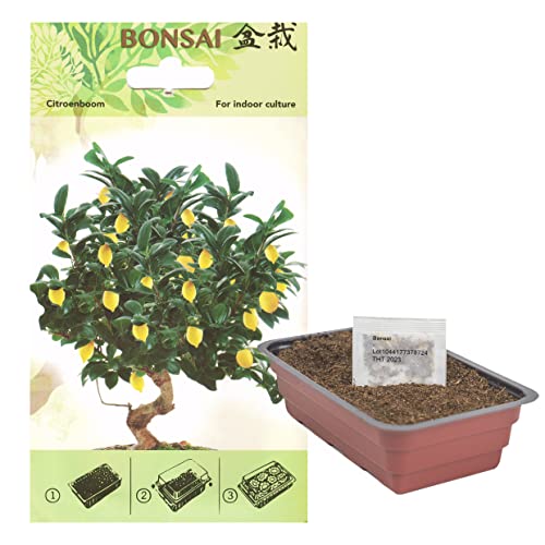 Interflowers Bonsai Samen Set - viele Sorten echte Baum Pflanzen Anzuchtset züchten inklusive Erde, und Anzuchtschale starter kit mit Anzuchterde (Citrus Baum) von Interflowers GmbH