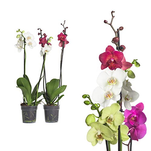 echte Phalaenopsis Orchideen mit Übertopf 2 Triebe - 50 bis 70cm groß - Schmetterlingsorchidee wunderschöne blühende Tischpflanzen Blumen Geschenkset Naturprodukt (2, Phalaenopsis) von Interflowers GmbH