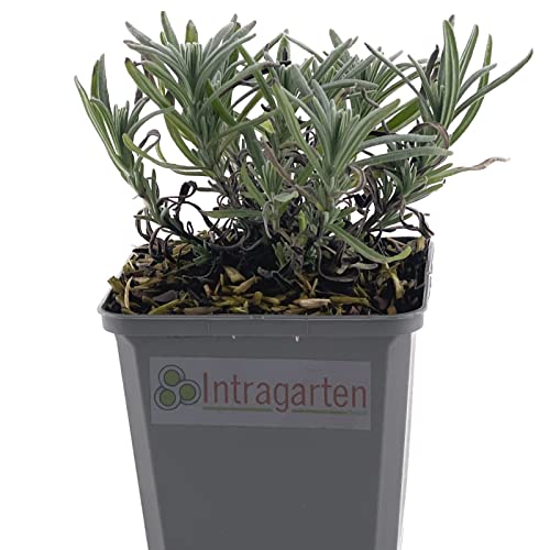 10 Stück Lavandula angustifolia 'Munstead' von Intragarten echter Lavendel im Topf von Intragarten GmbH