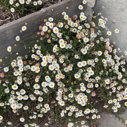 6 Stück Erigeron Karvinskianus von INTRAGARTEN spanisches Gänseblümchen im Topf. Bodendecker im Steingarten von Intragarten GmbH