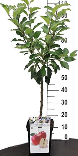 Apfel Zwergobstbaum oder Mini Obstbaum Apfelbaum Malus Elstar von Intragarten GmbH