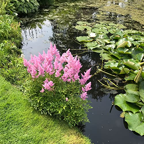 Astilbe japonica 'Rheinland' / Prachtspiere 'Rheinland' rosa blühende Staude von Intragarten GmbH