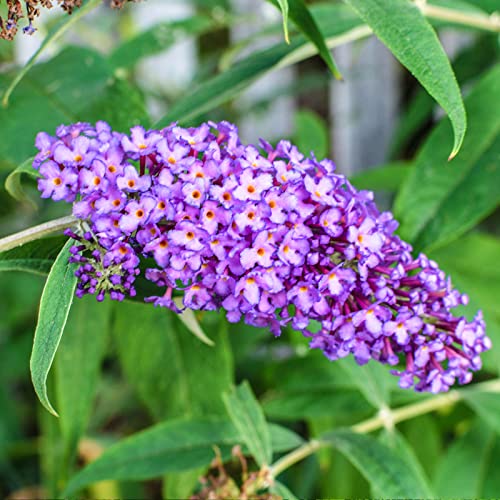 Buddleja Davidii empire Blue von Intragarten Sommerflieder blau im Topf von Intragarten GmbH