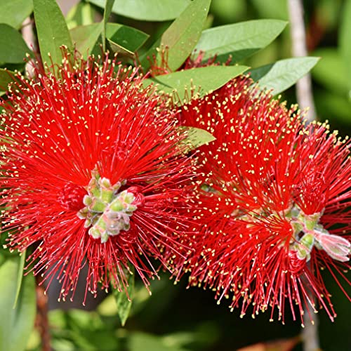 Callistemon 'Red Rocket' von Intragarten Zylinderputzer Strauch Topf von Intragarten GmbH