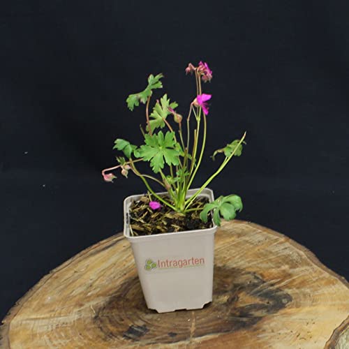 Cambridge-Storchschnabel reich blühende Geranium von INTRAGARTEN von Intragarten GmbH