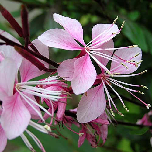 Gaura lindheimeri ?Siskyou Pink? / Prachtkerze 'Siskiyou Pink' von Intragarten GmbH