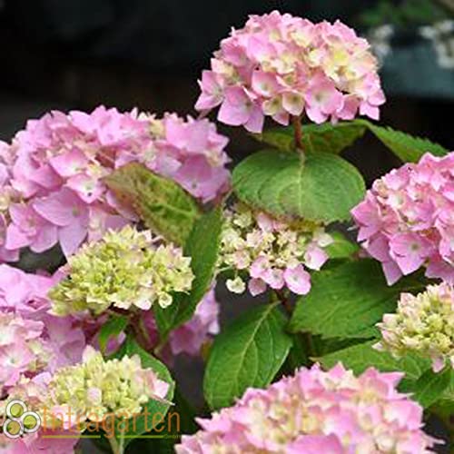 Hydrangea Macrophylla 'Bouquet Rose' von Intragarten Bauernhortensie rosa von Intragarten GmbH