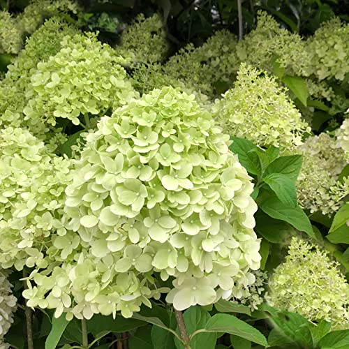 Hydrangea paniculata 'Limelight'/ Rispenhortensie Limelight von Intragarten GmbH