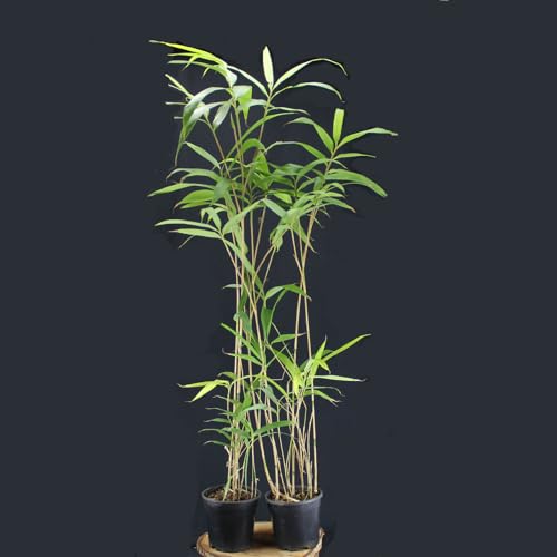 Pseudosasa japonica 100cm von Intragarten - Pfeilbambus im Topf von Intragarten GmbH