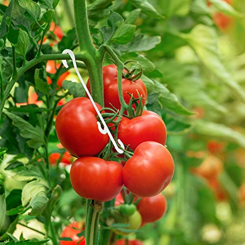 KINGLAKE 100 STK Tomate unterstützt J Haken Tomate Pflanzenstütze Binder Gemüse Clips zu verhindern Tomaten Obst Cluster aus Einklemmen oder Falling Off von KINGLAKE