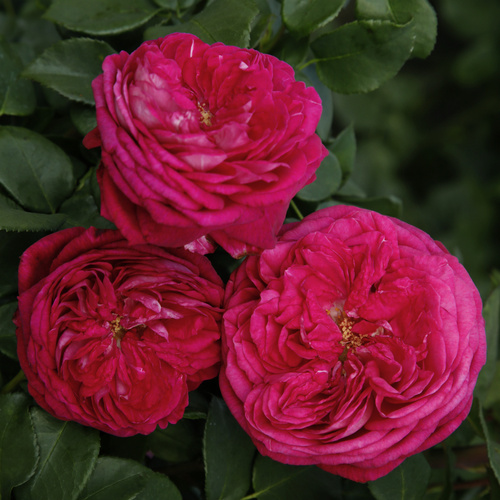 KORDES ROSEN Beetrose, Rosa »Freifrau Caroline®«, Blüte: rosa/pink, gefüllt von KORDES ROSEN
