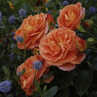 KORDES ROSEN Beetrose, Rosa »Mango®«, Blüte: gelborange, halbgefüllt von KORDES ROSEN