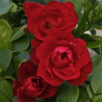 KORDES ROSEN Beetrose, Rosa »Milano®«, Blüte: halbgefüllt - rot von KORDES ROSEN