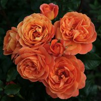 KORDES ROSEN Beetrose, Rosa »Phoenix®«, Blüte: orange, gefüllt von KORDES ROSEN