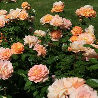 KORDES ROSEN Beetrose, Rosa »Schöne vom See®«, Blüte: apricot, gefüllt - orange von KORDES ROSEN