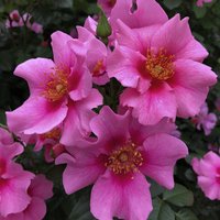 KORDES ROSEN Beetrose, Rosa »See You® in pink«, Blüte: rosa/pink, einfach von KORDES ROSEN