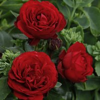KORDES ROSEN Beetrose, Rosa »Till Eulenspiegel®«, Blüte: rot, gefüllt von KORDES ROSEN