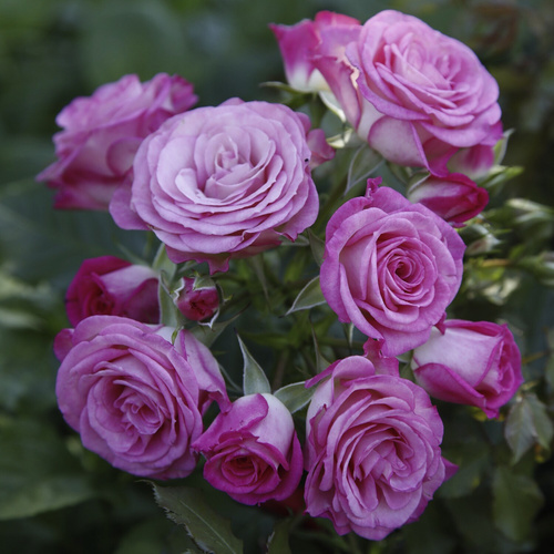 KORDES ROSEN Beetrose, Rosa »Xenia®«, Blüte: rosa, gefüllt von KORDES ROSEN