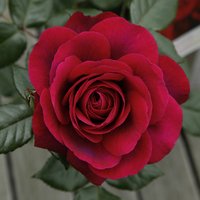 KORDES ROSEN Edelrose, Rosa »Bellevue®«, Blüte: rosarot, gefüllt von KORDES ROSEN