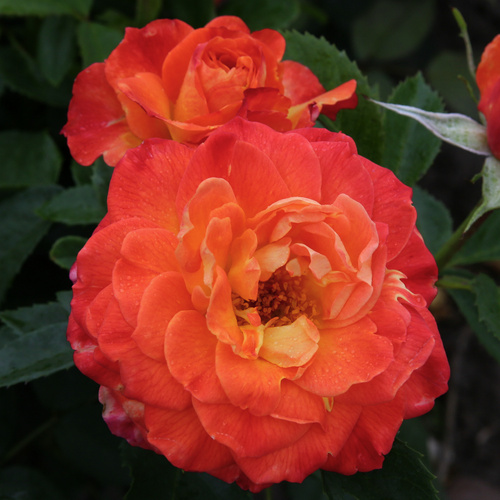 KORDES ROSEN Edelrose, Rosa »Feurio®«, Blüte: orange, gefüllt von KORDES ROSEN