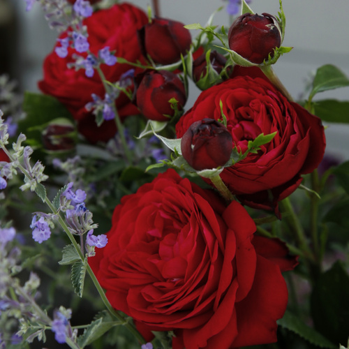 KORDES ROSEN Edelrose, Rosa »Tiamo®«, Blüte: rot, gefüllt von KORDES ROSEN