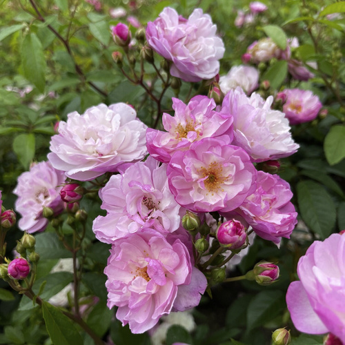 KORDES ROSEN Kletterrose, Rosa  »‘Lavender‘ Siluetta®«, Blütenfarbe: flieder - lila von KORDES ROSEN