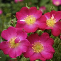 KORDES ROSEN Zwergrose, Rosa »Lupo®«, Blüten: rosa/purpurfarben - lila von KORDES ROSEN