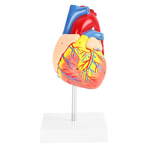 Herzmodell, anatomisches, lebensgroßes medizinisches medizinisches Herzmodell, Herz-Kreislauf-Modell mit 1 x Zubehör für den Schulgesundheitsunterricht für das Schulkrankenhaus von Kadimendium
