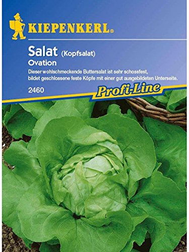 Salat Kopfsalat Ovation von Kiepenkerl