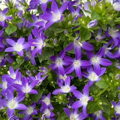 Hängepolster-Glockenblume 'Adansa® Purple' blau-weiß, Topf-Ø 15 cm, 3er-Set von Kölle's Beste!