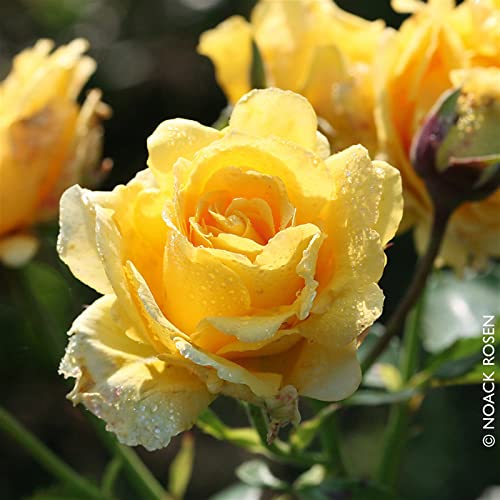 Kletterrose 'Sommergold ®' ist eine leuchtend goldgelbe und duftende Rose aus Züchtungen des bekannten deutschen Rosenzüchters Noack Rosen. Im 6 Liter Topf. von Kölle's Beste!