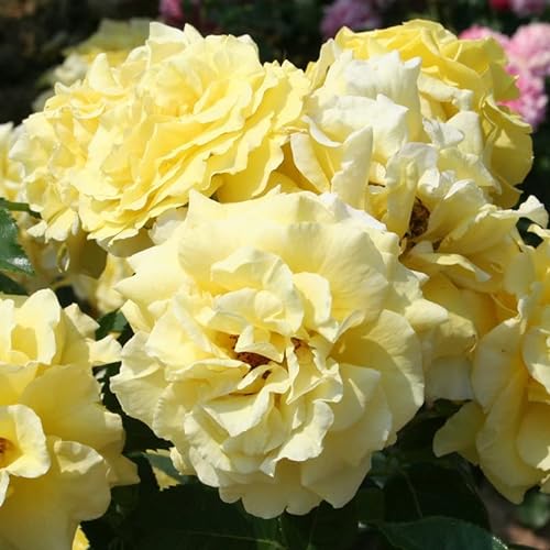 Strauchrose „Lichtkönigin Lucia®“ - zitronengelb blühende, duftende Topfrose im 6 L Topf - frisch aus der Gärtnerei - Pflanzen-Kölle Gartenrose von Kölle's Beste!