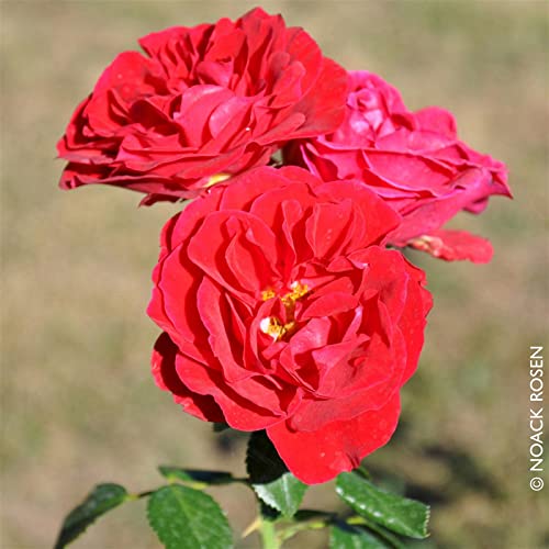 Strauchrose „Tornella®“ - leuchtend rot blühende Topfrose im 6 L Topf - frisch aus der Gärtnerei - Pflanzen-Kölle Gartenrose von Kölle's Beste!