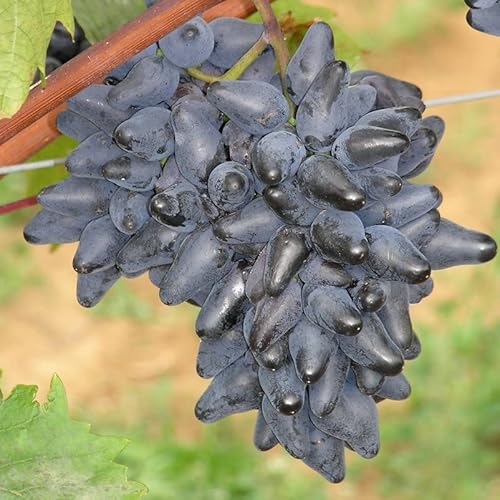 Tafeltraube 'Philipp®' blau - Traubenrebe für den Garten - 1 Traubenpflanze von Pflanzen-Kölle im 3 Liter Topf - Vitis vinifera Philipp von Kölle's Beste!