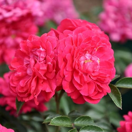 Zwergrose „Roxy" - pink blühende Topfrose, im 3 L Topf - frisch aus der Gärtnerei - Pflanzen-Kölle Gartenrose von Kölle's Beste!
