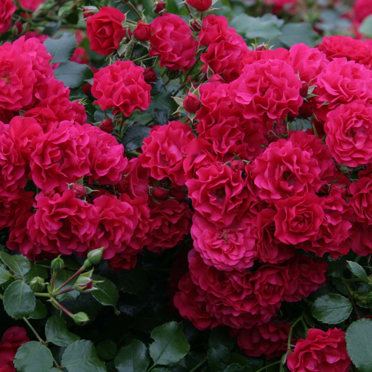 Bodendeckerrose 'Gärtnerfreude®' - ADR-Rose von Kordes Rosen