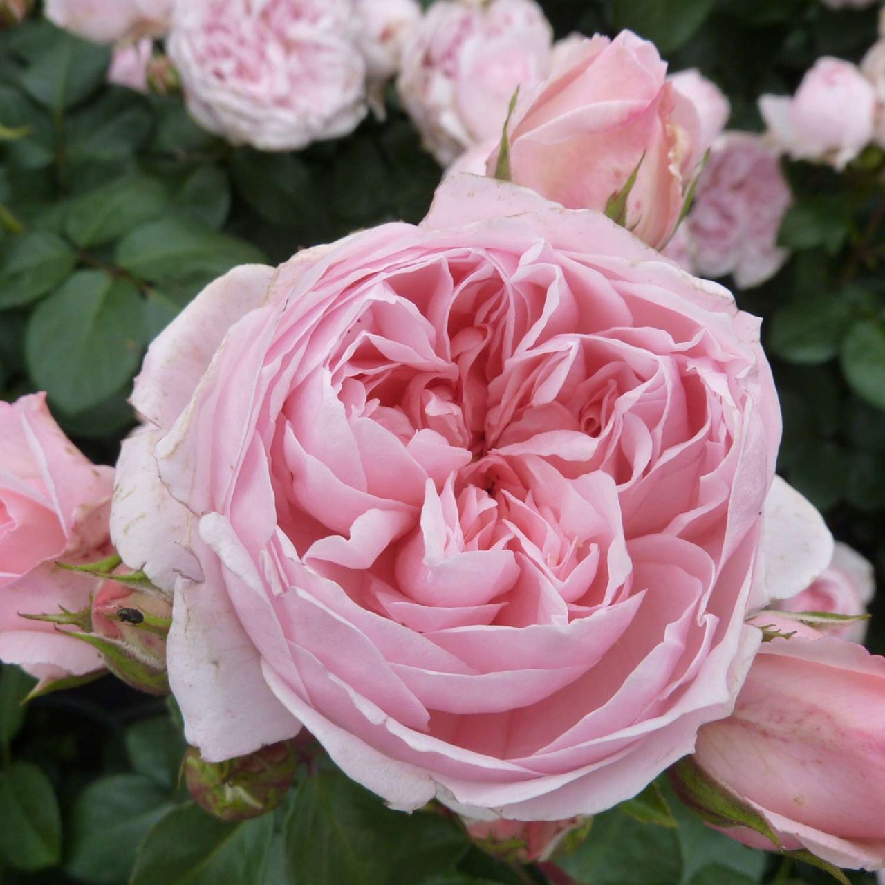 Nostalgische Strauchrose 'Cinderella®' von Kordes Rosen