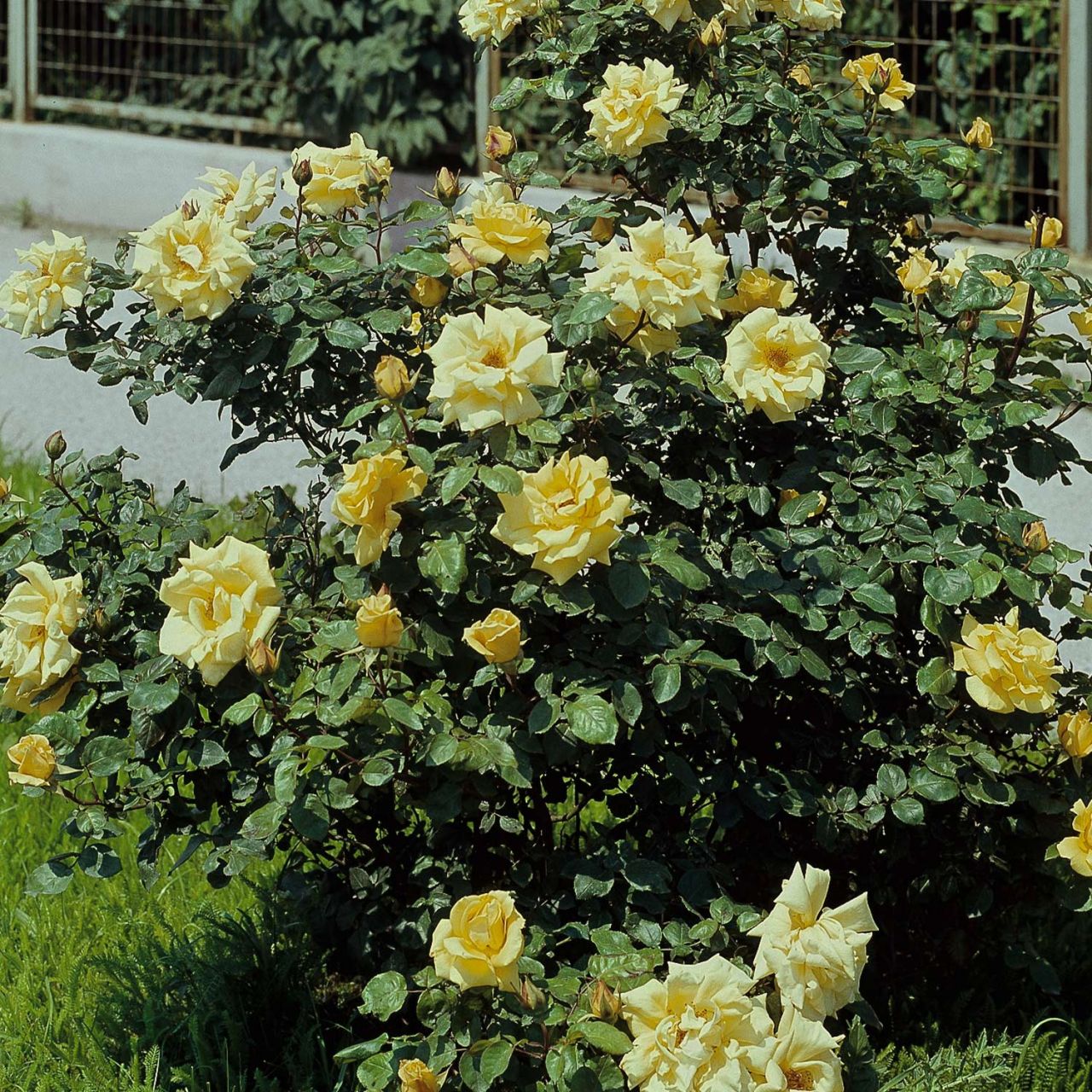 Strauchrose 'Frühlingsgold' von Kordes Rosen