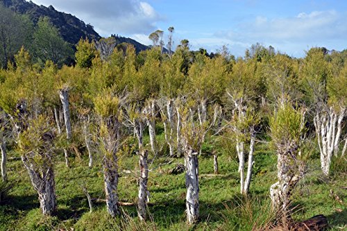 Australischer Teebaum - ca. 50 Samen von KräuMa
