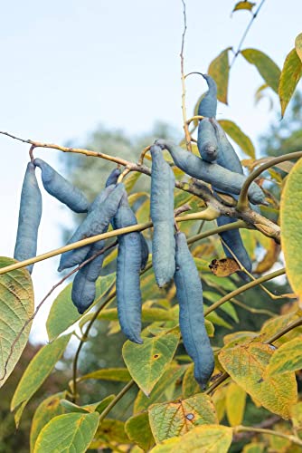Blaugurkenbaum 20 Samen von KräuMa
