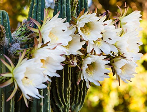 Kaktus 'Königin der Nacht' - 20 Samen von KräuMa