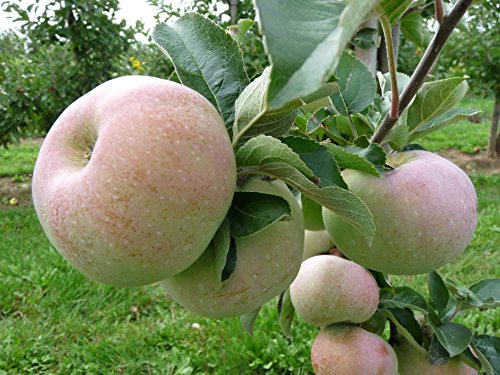 Apfel Ontario Busch im 7,5 l Topf, 60 cm Stammhöhe von Kühr Baum- u. Rosenschulen