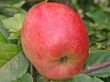 Apfel Prinzenapfel Busch im 7,5 l Topf, 60 cm Stammhöhe von Kühr Baum- u. Rosenschulen